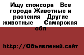 Ищу спонсора - Все города Животные и растения » Другие животные   . Самарская обл.